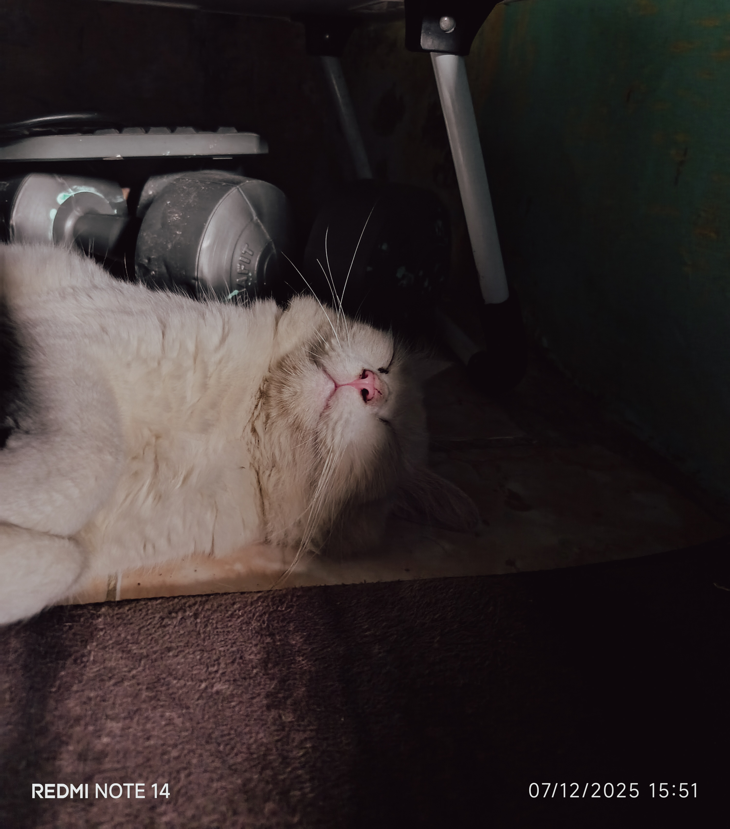 A cat sleeping near a desk at home