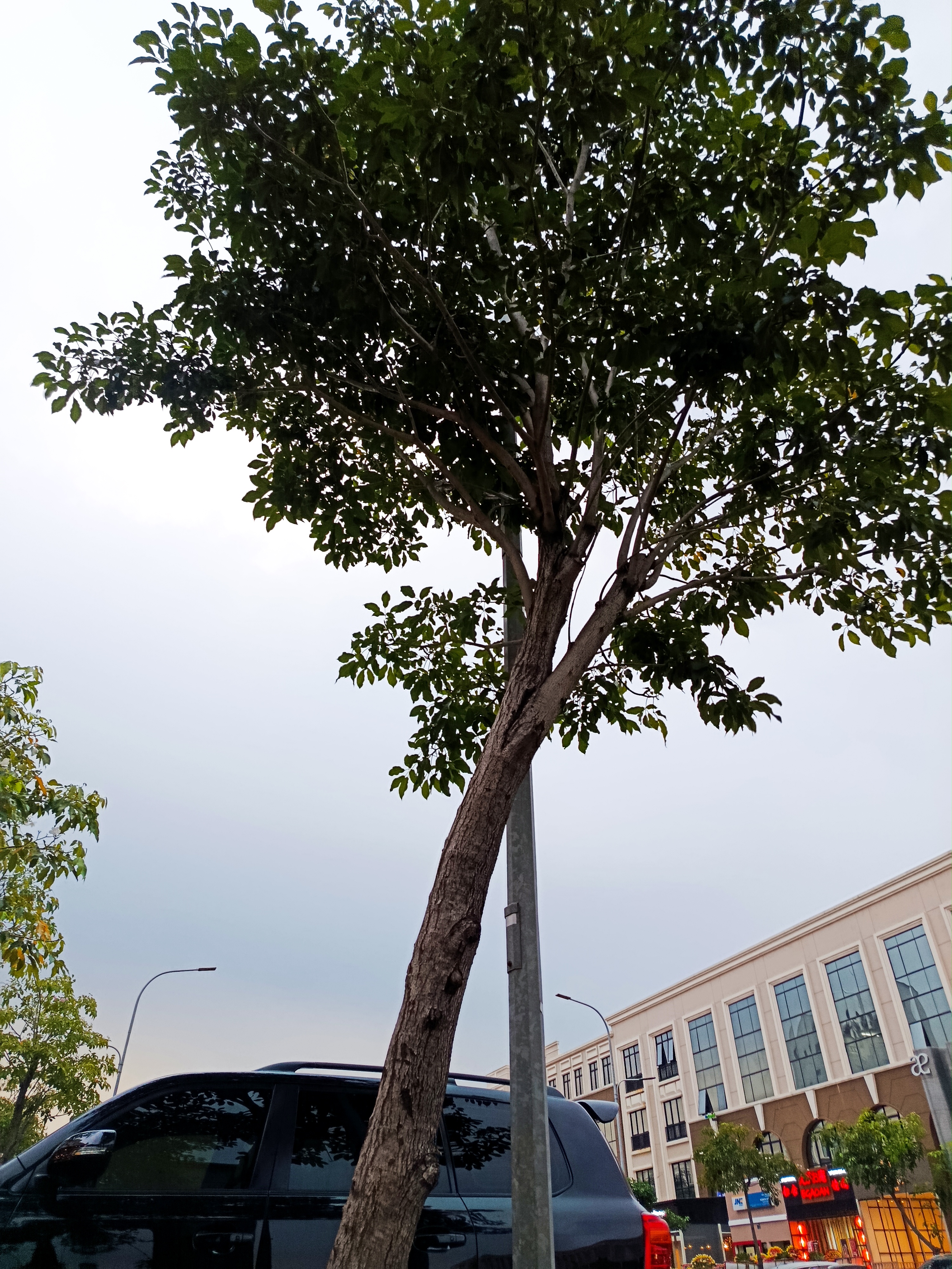 Roadside trees near a car in Sedayu City