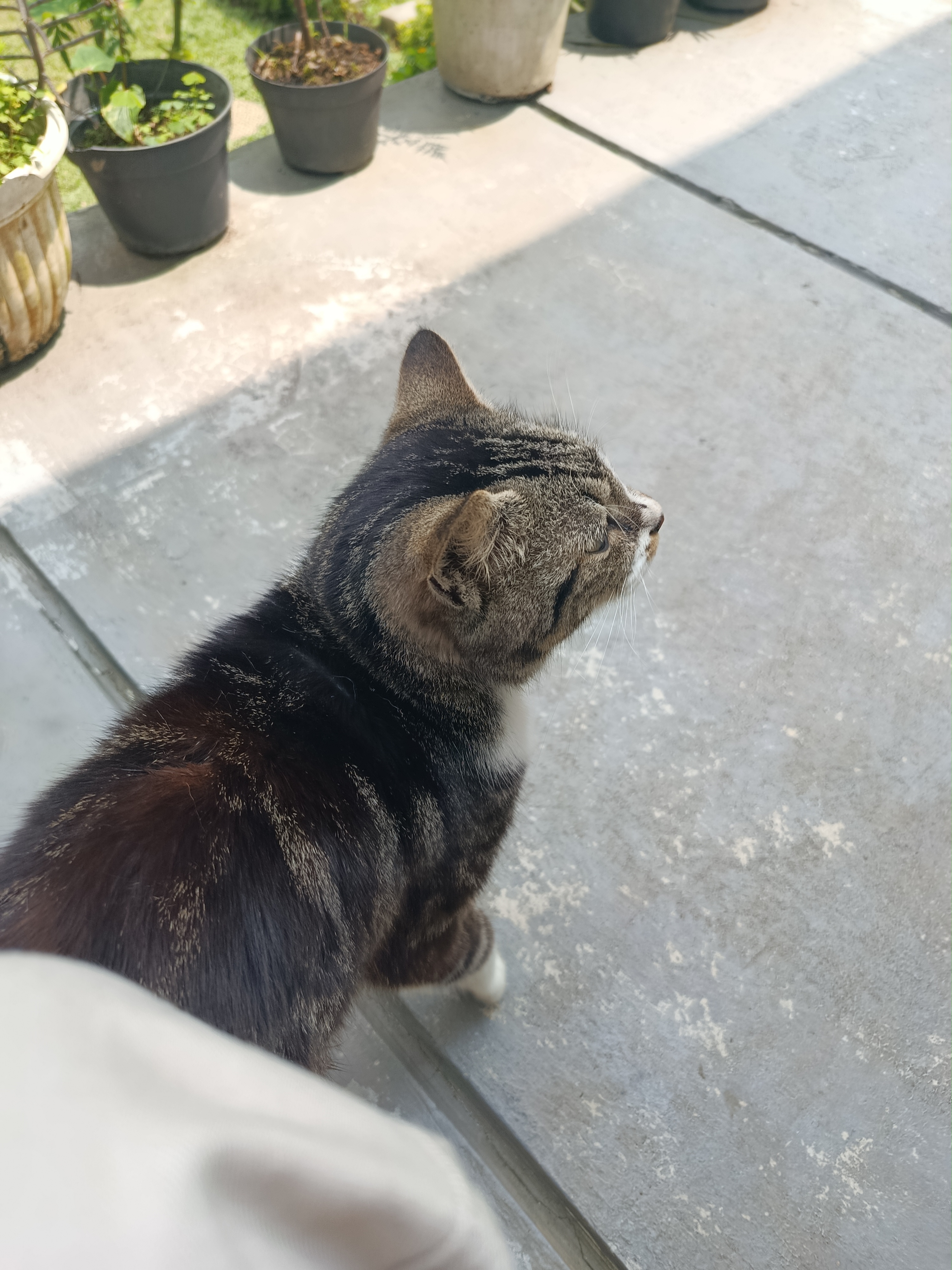 A cat at a villa in Bogor