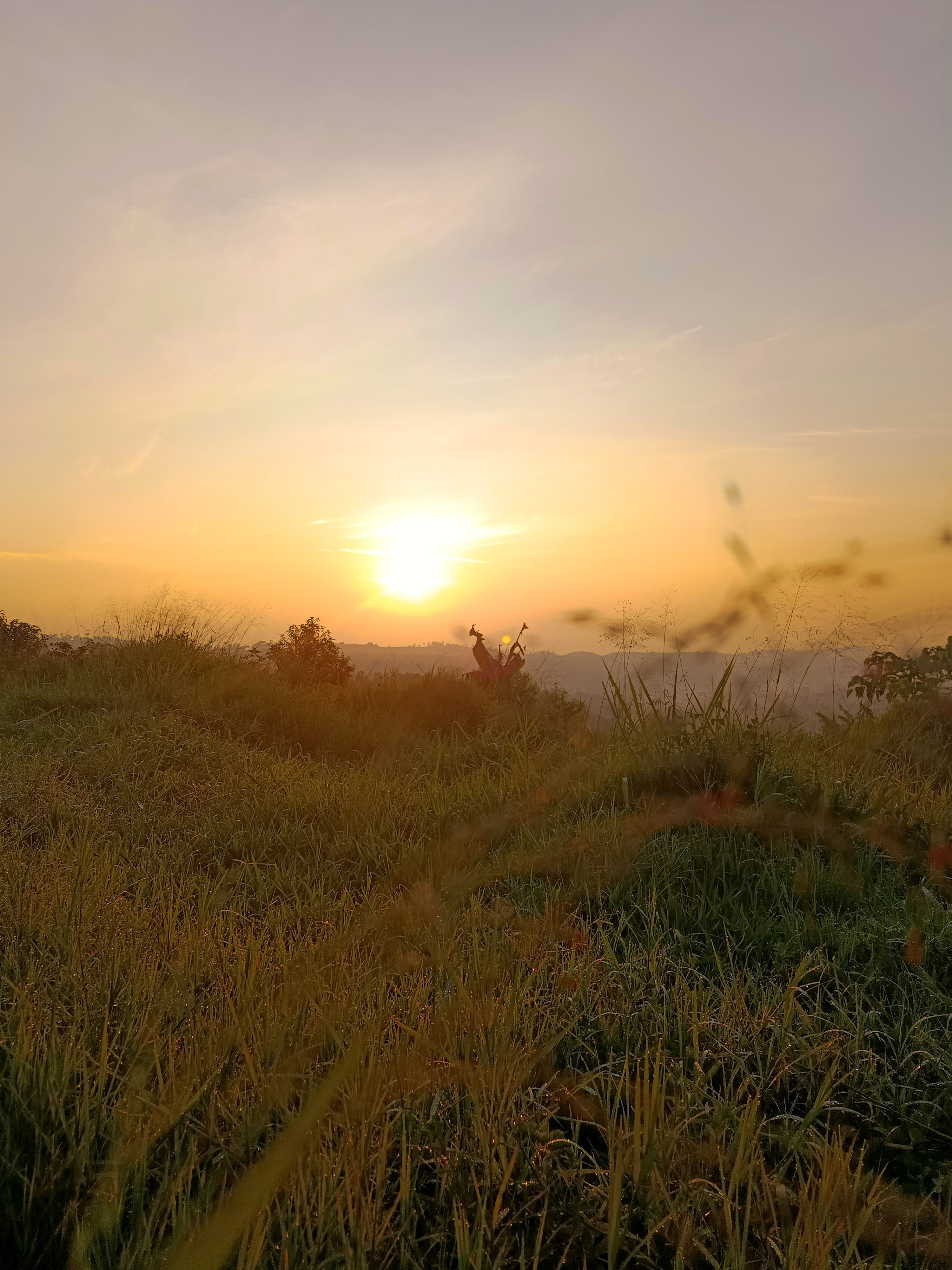 Sunrise photographed from a low grassy foreground