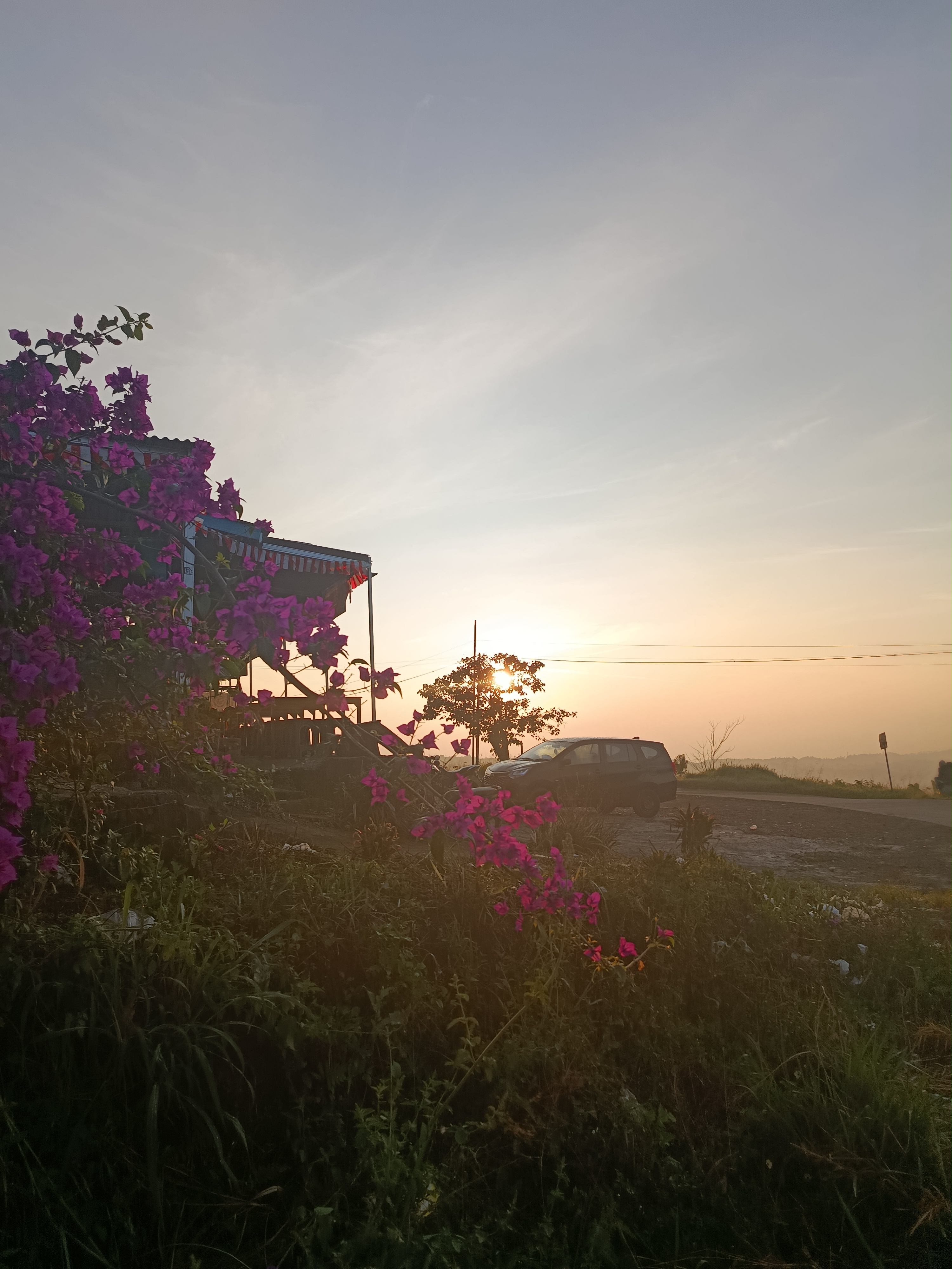 A flower lit by orange morning sunlight