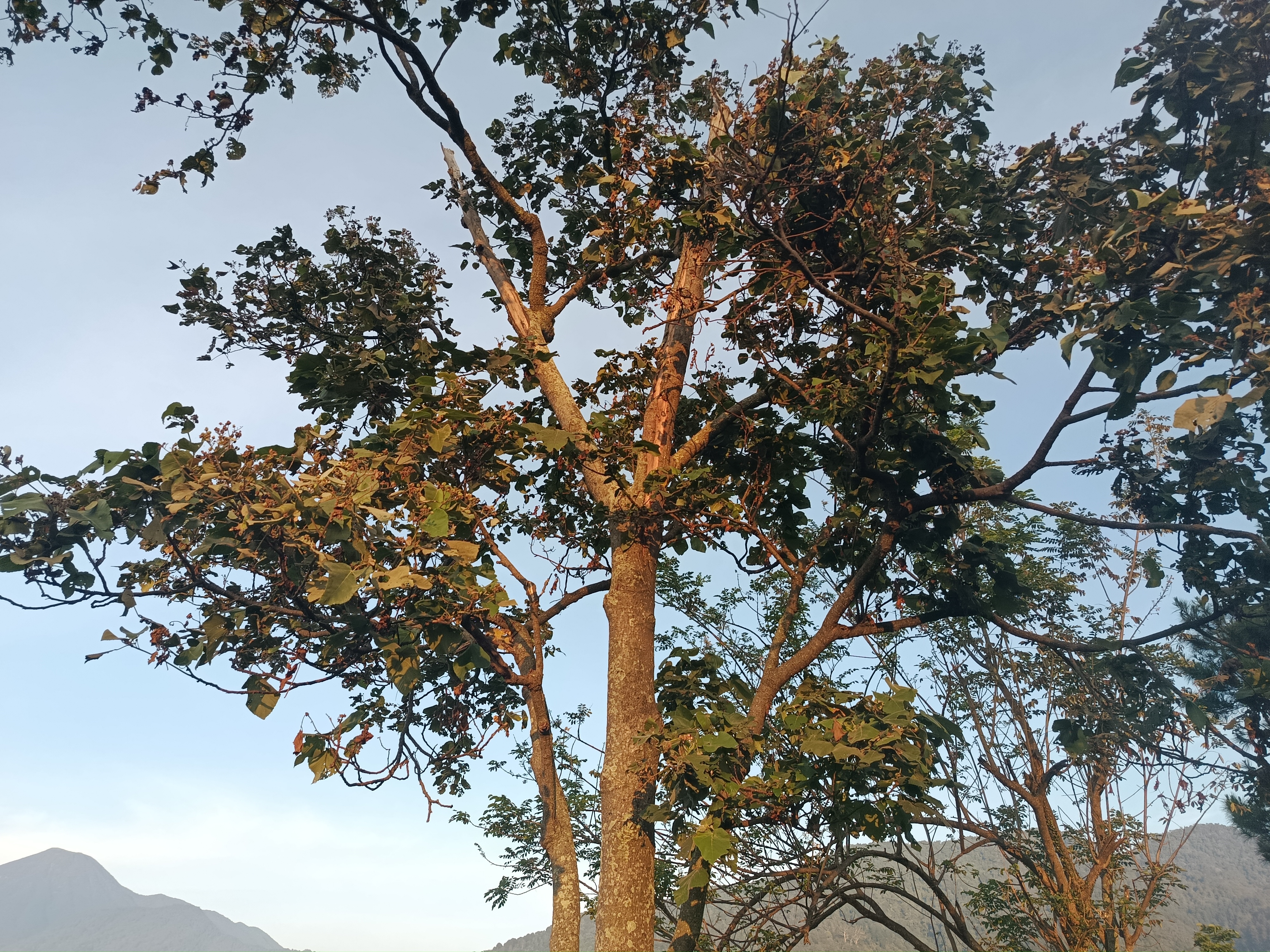 A tree lit by early morning sunlight