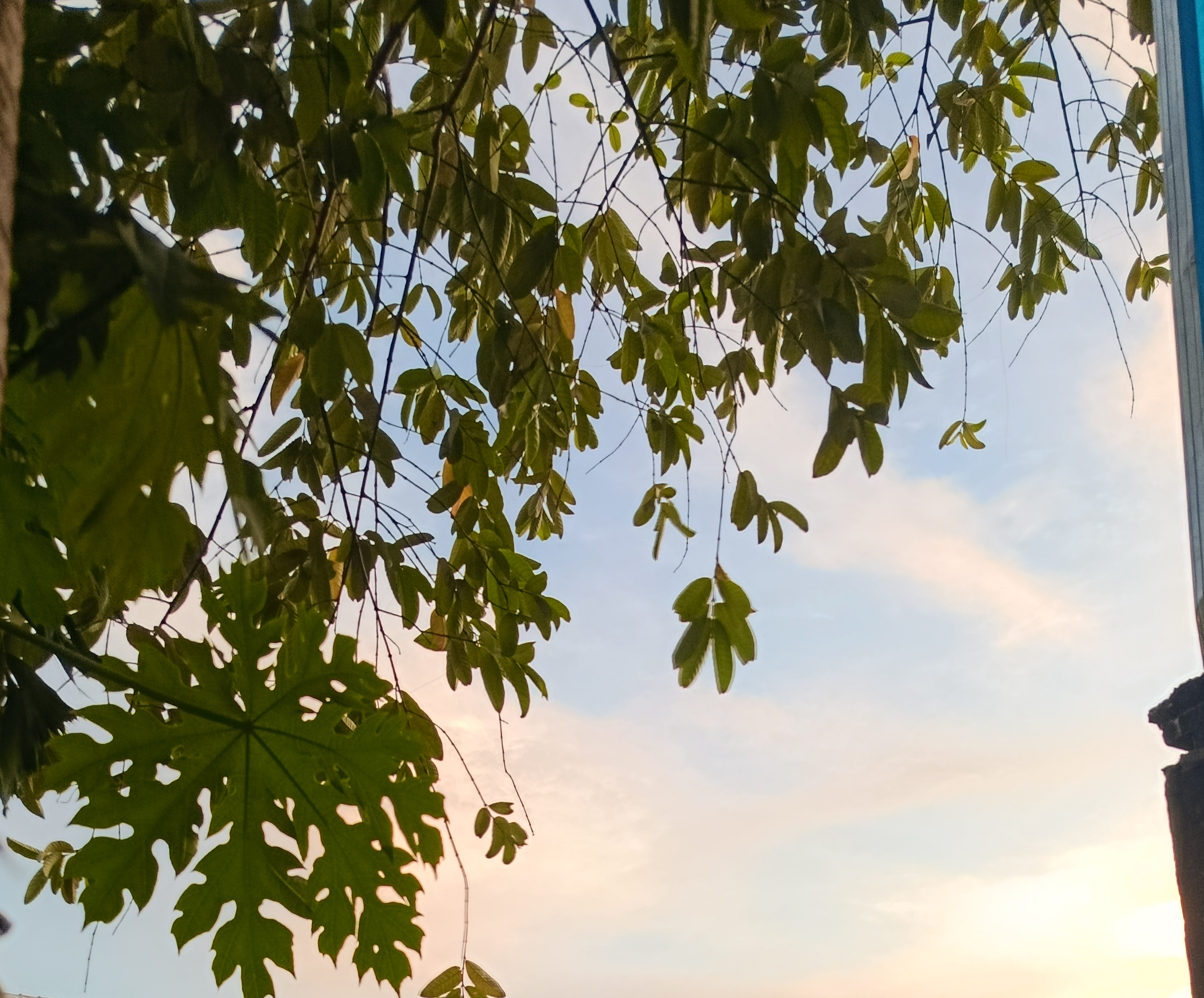 A tree seen from the second floor at home near sunset
